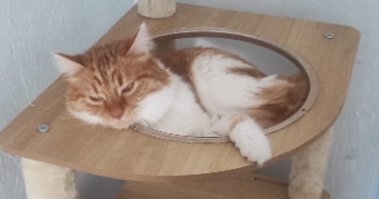 lina  pet sitter à WITTELSHEIM 68310_2