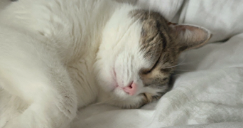 vanessa pet sitter à ANNECY 74960_6