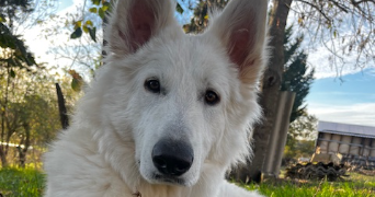 lola pet sitter à TOULOUSE 31100_1