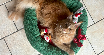 ilona pet sitter à GAUCIEL 27930_1