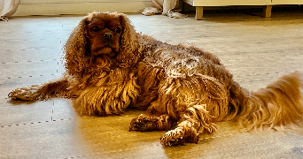 karolina  pet sitter à BAILLY 78870_3