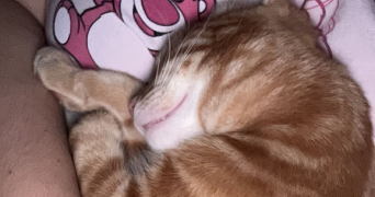 eloïse pet sitter à MONTATAIRE 60160_3