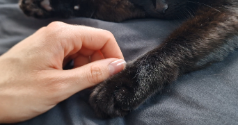 héloïse pet sitter à ROUEN 76100_4