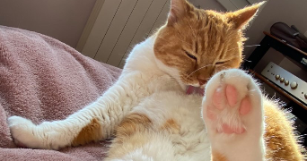 camille pet sitter à POITIERS 86000_1