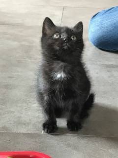 océane pet sitter à Le Perreux-sur-Marne 94170_1