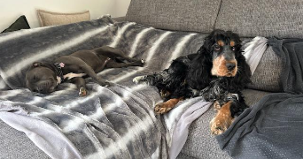 mélanie pet sitter à PARMAIN 95620_1