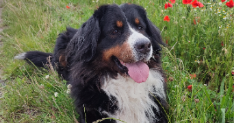 laura pet sitter à BOURSONNE 60141_2