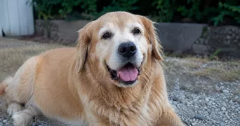 mathieu pet sitter à PLOUDALMEZEAU 29830