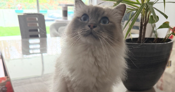 noémie pet sitter à NANCY 54000_2