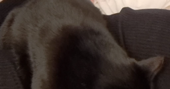 camille pet sitter à lyon 69008_10