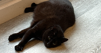 ambre pet sitter à PARIS 14 75014_2