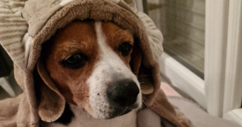 julien pet sitter à VAL D ANAST 35330_1