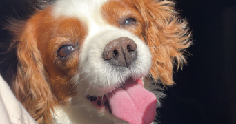 elodie pet sitter à LYON 03 69003_1