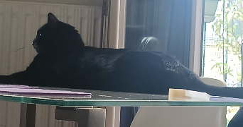 Luna pet sitter à PARIS 11 75011_5