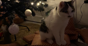 oanel pet sitter à CHANTRAINE 88000_3