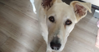 laëtitia pet sitter à MARCENOD 42140_5