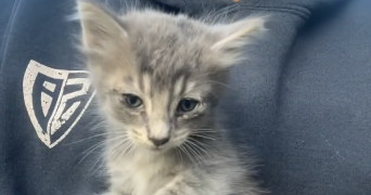 margot pet sitter à HYERES 83400_3