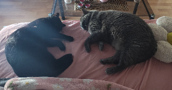 lyna pet sitter à PALAISEAU 91120_2