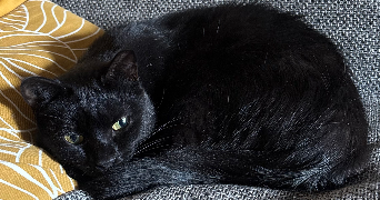 amélie pet sitter à BOURGES 18000_5