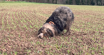 tiffany pet sitter à THORIGNY SUR OREUSE 89260_3