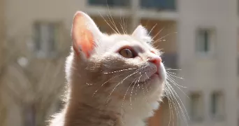 nathan pet sitter à BEDARIEUX 34600