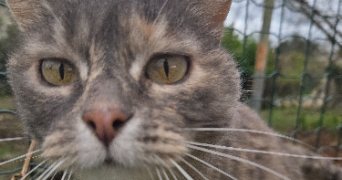 garance pet sitter à MONTREUIL 93100_1