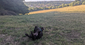 alexandre pet sitter à CHAVIGNY 54230_5