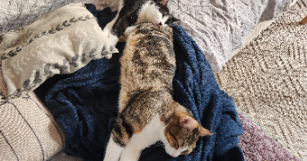 alice pet sitter à ST AUBIN DES COUDRAIS 72400_2