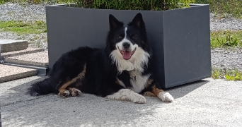 inès pet sitter à GUER 56380_2