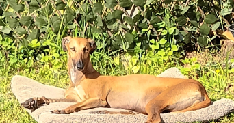 jasmine pet sitter à BEAUVILLE 47470_2