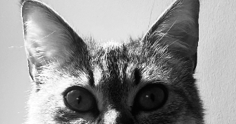 amelie pet sitter à VIGNEUX SUR SEINE 91270_6