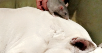 vanesa pet sitter à SEIGNELAY 89250_6