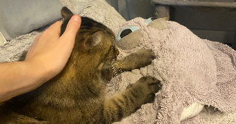 manuela pet sitter à FLEURY LES AUBRAIS 45400_3