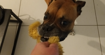 romain pet sitter à AMIENS 80000_4
