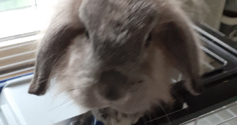 eudes pet sitter à FONTAINEBLEAU 77300_2