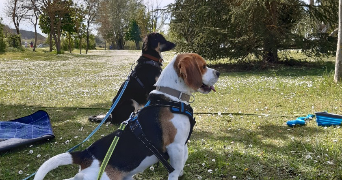 mohana pet sitter à POITIERS 86000_1