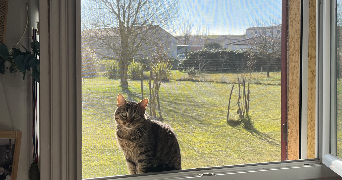 emma pet sitter à TOUTENS 31460_3