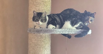 valerie pet sitter à Montpellier 34070_9