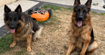 estelle pet sitter à BUCHELAY 78200_3