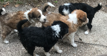 loeva pet sitter à TOULOUSE 31100_4