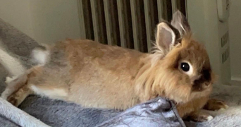 mélanie pet sitter à PARMAIN 95620_4