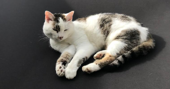 hippolyte pet sitter à ANGERS 49100_0