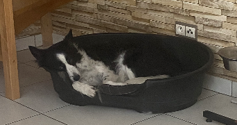 justine pet sitter à GEISPOLSHEIM 67118_7