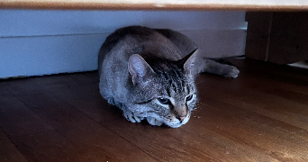 yasmine pet sitter à GIERES 38610_1