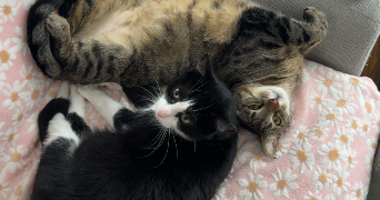 octavie pet sitter à MEAUX 77100_1