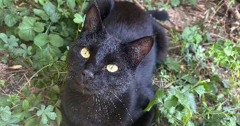 maïmouna pet sitter à ST MICHEL SUR ORGE 91240_0