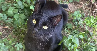 maïmouna pet sitter à ST MICHEL SUR ORGE 91240