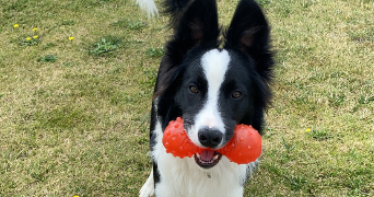 léna pet sitter à LANNILIS 29870_3