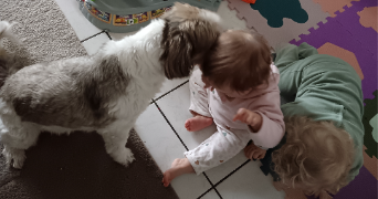 manon pet sitter à BON ENCONTRE 47240_1