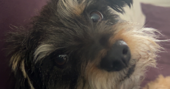 nahia pet sitter à LE PIAN MEDOC 33290_1